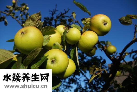 怎么吃蘋果才減肥