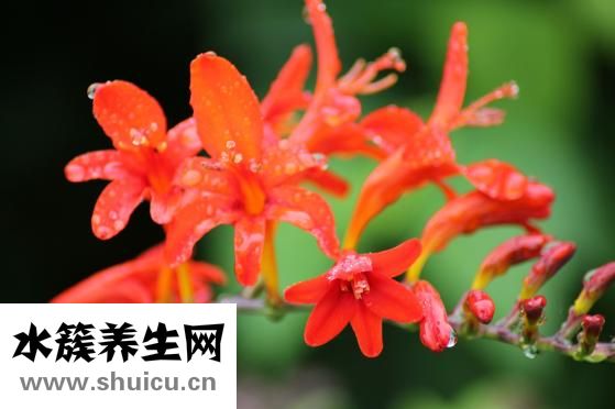 高頻耳鳴怎么治