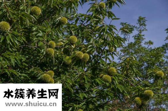 曬干的板栗怎么煮