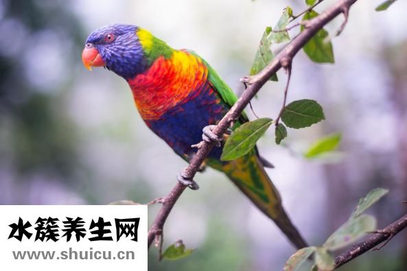 牡丹鸚鵡拉稀怎么辦