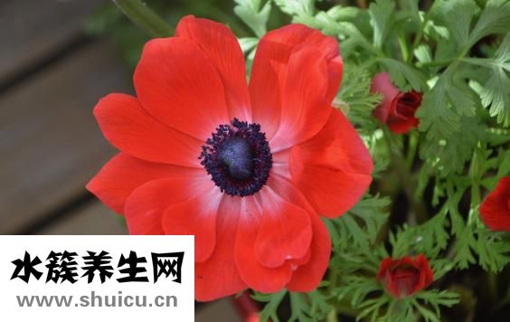 花紅掌怎么養