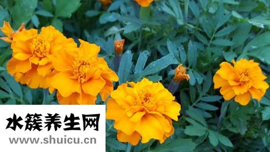 怎么曬菊花