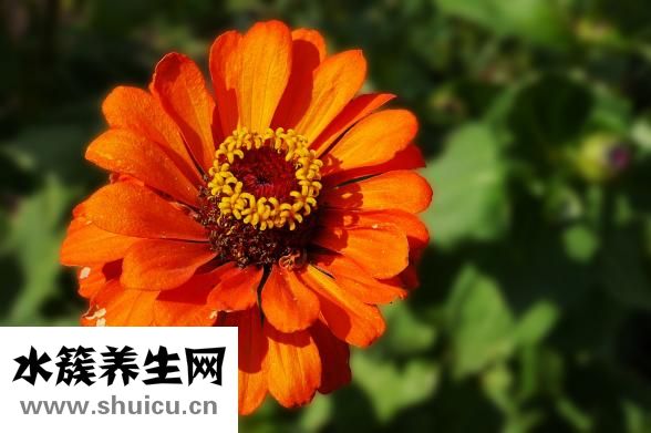 眉框疼是怎么回事