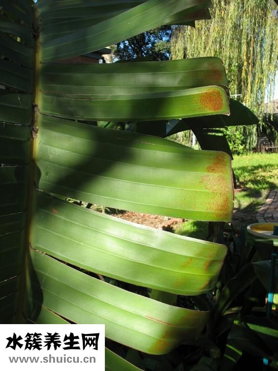 男生怎么瘦臉頰兩側