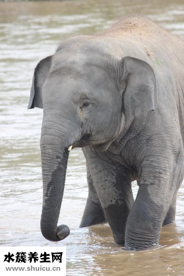 嬰兒斗眼怎么辦