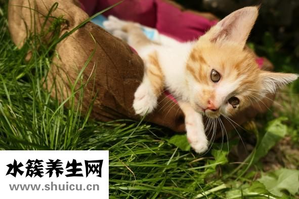 貓膀胱炎怎么治療