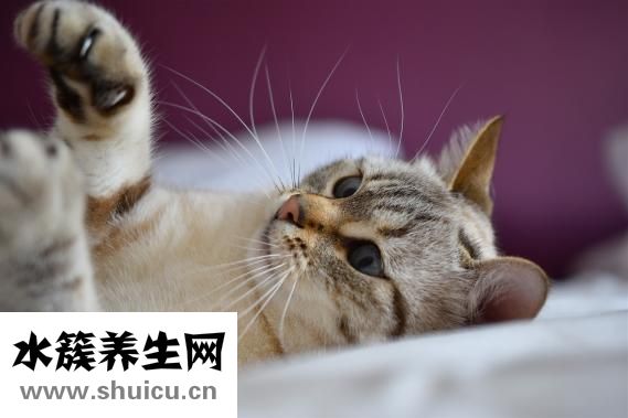 貓膀胱炎怎么治療