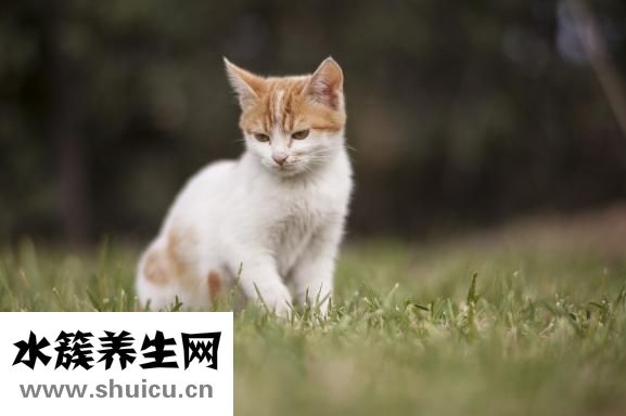 貓膀胱炎怎么治療