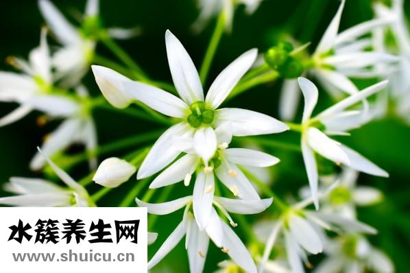 圓頂蚊帳怎么收