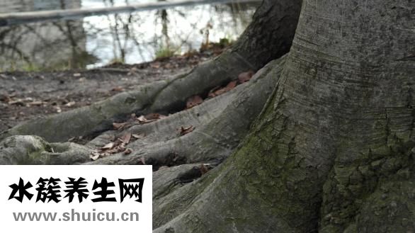 徐紀(jì)平怎么了