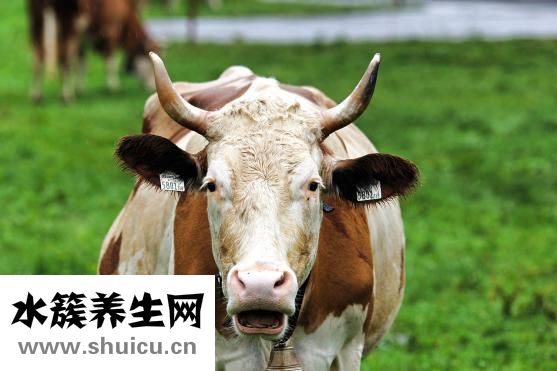 牛肉過敏怎么辦