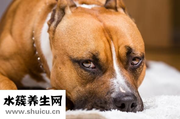 泰迪很兇怎么辦