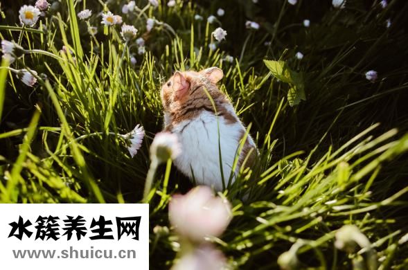 倉鼠香腺怎么清理