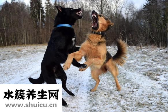 泰迪很兇怎么辦