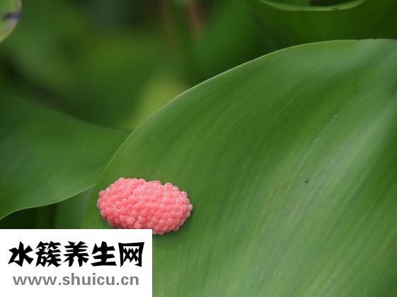 怎么在肚子里養(yǎng)蛔蟲