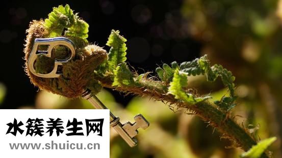 黑竹筍怎么泡發(fā)