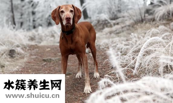 泰迪很兇怎么辦