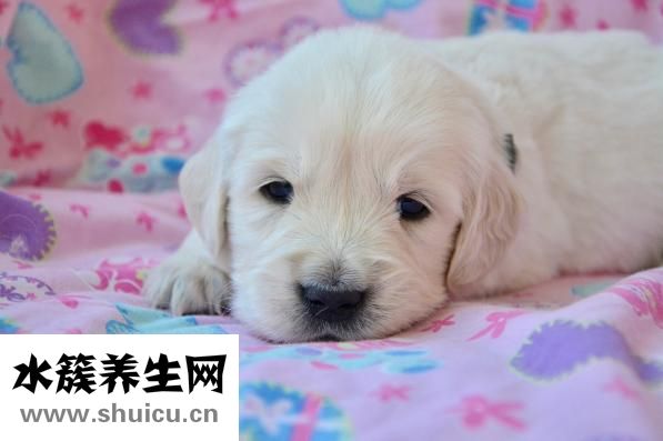 怎么讓狗狗跟我親