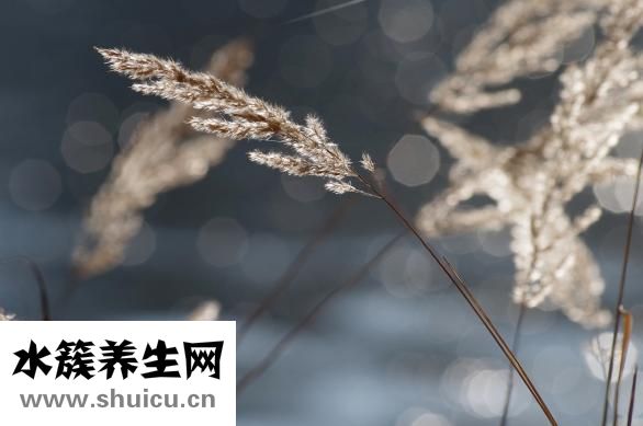 怎么判斷種子的好壞