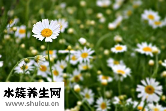 白菜皮蛋湯怎么做