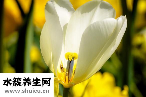 陛下駕到成就怎么做