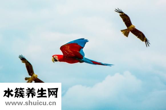 陛下駕到成就怎么做