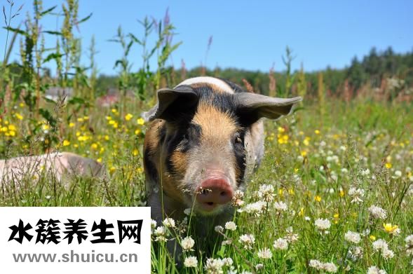 母豬年產(chǎn)胎次怎么算