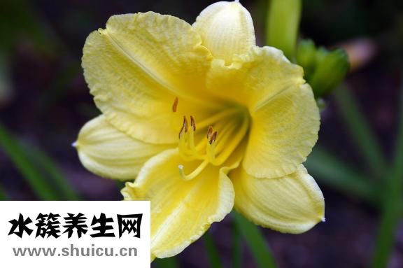 干的黃花菜怎么洗