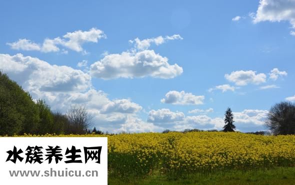 紫金花的怎么養(yǎng)