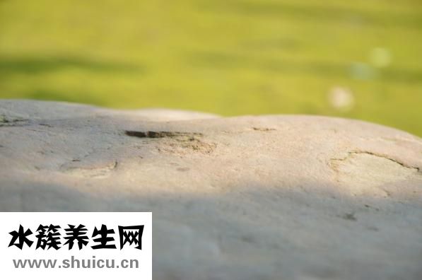 烤好的蛋撻怎么保存