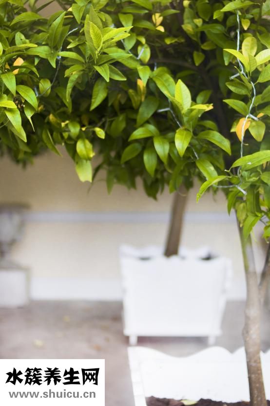 胡子變白是怎么回事