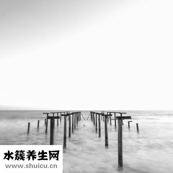 植物壓力室怎么用