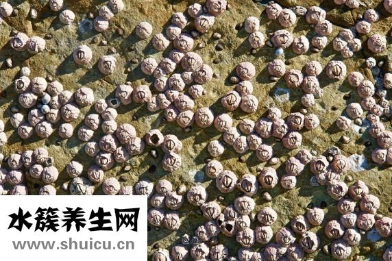 凍扇貝肉怎么清洗