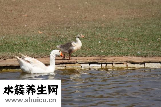 一支箭燉鴨子怎么做