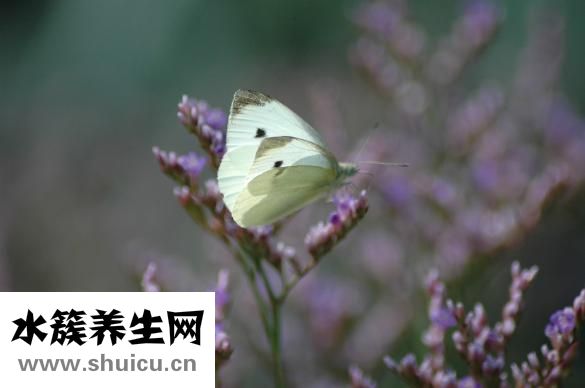 烏冬面面條怎么做