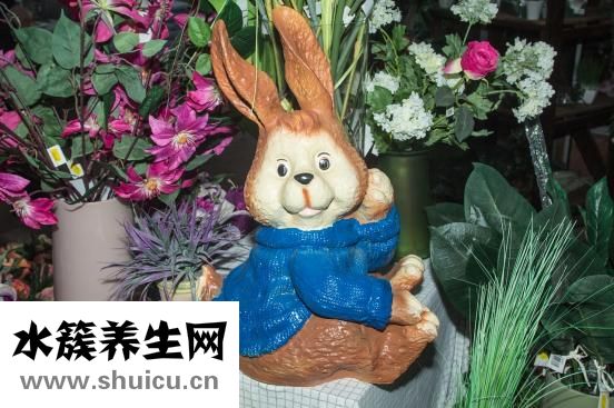 咸兔子肉怎么燒