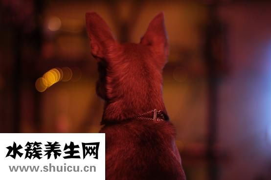 吉娃娃拉稀怎么回事