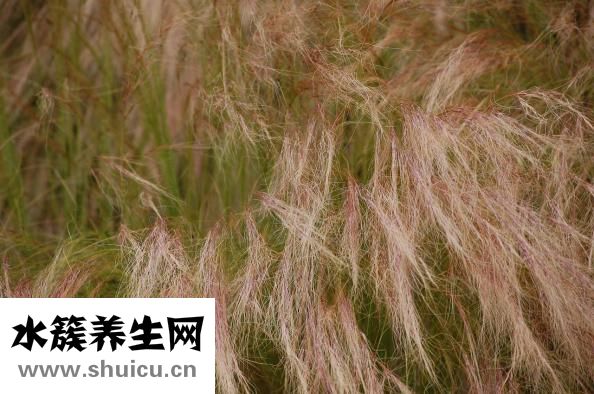 冬蟲夏草和雞怎么燉