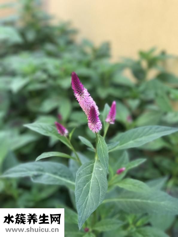 低粉怎么做面條