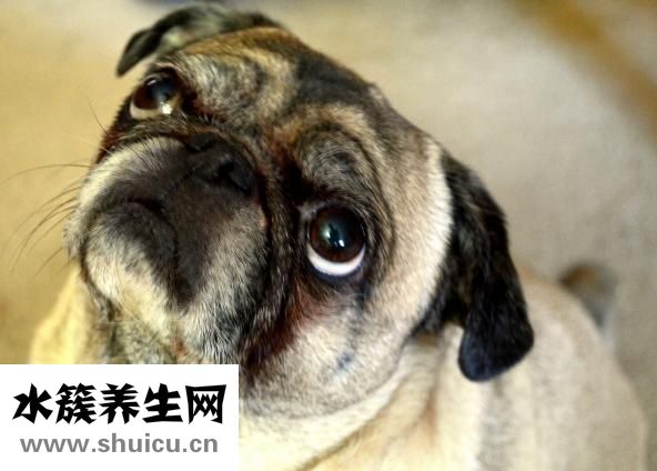 冬季皮皮蝦怎么養活