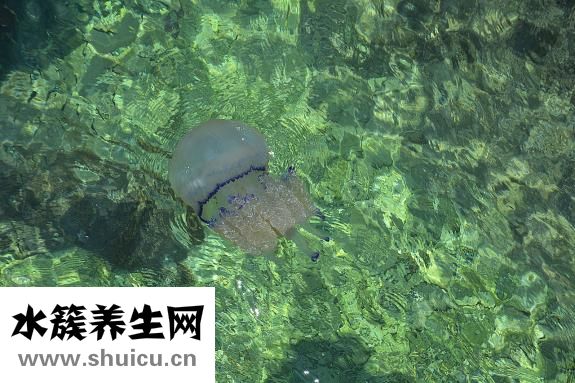 吃海鮮過敏怎么止癢