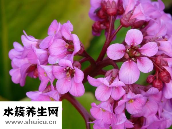 烏冬面面條怎么做