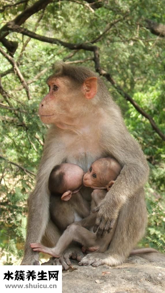 雙胞胎預產期怎么算