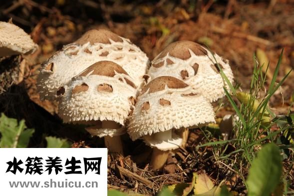 雙十一怎么搶東西