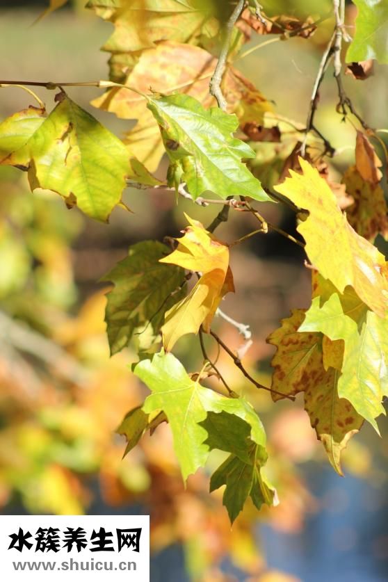 一個人怎么過節