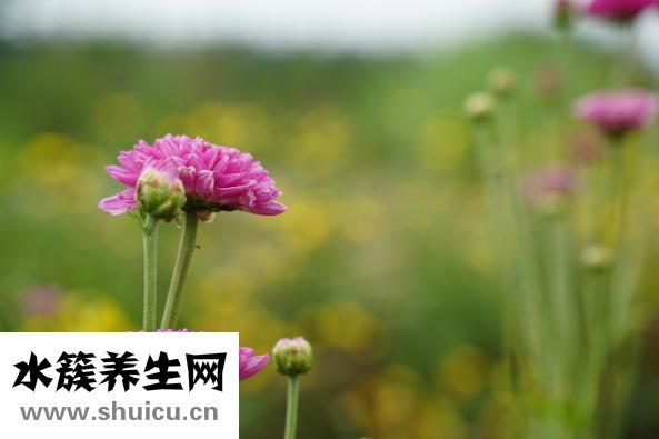 全麻是怎么做的