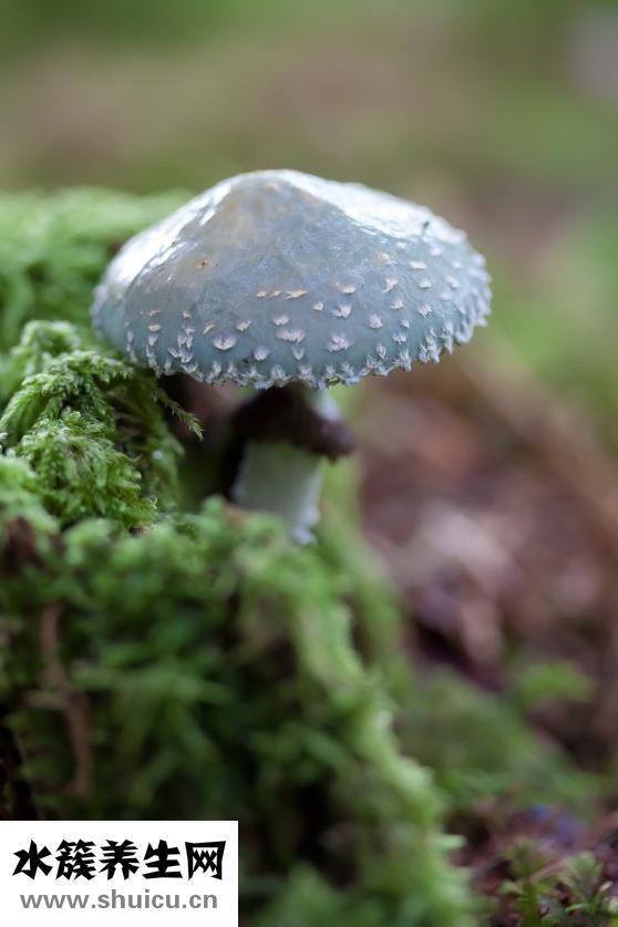 兔耳朵長癬了怎么辦