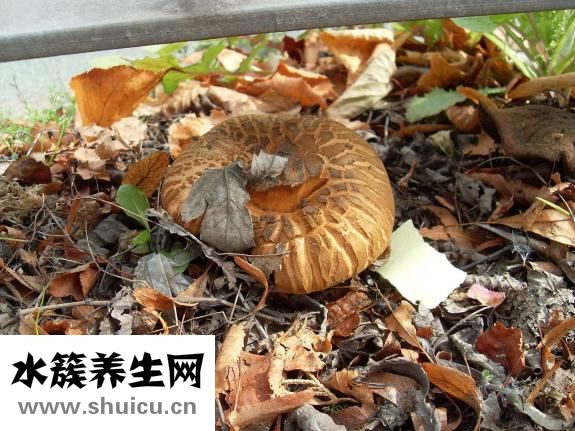 兔耳朵長癬了怎么辦