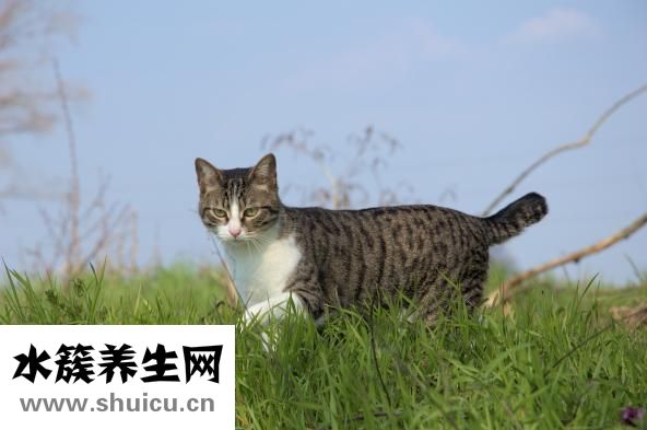 貓咪丟了怎么找