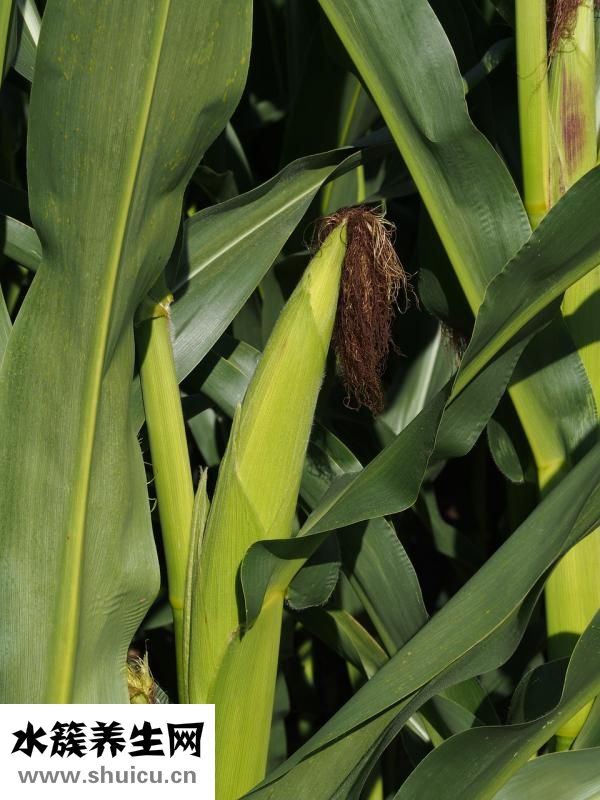 腸子干便秘怎么辦